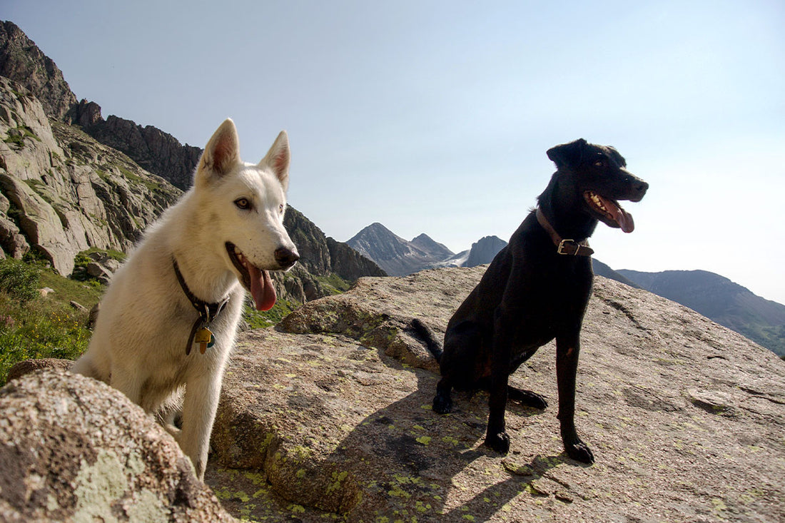 Happy National Puppy Day!